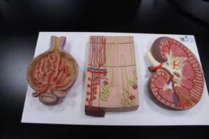 Physiology & Biomedical Laboratory